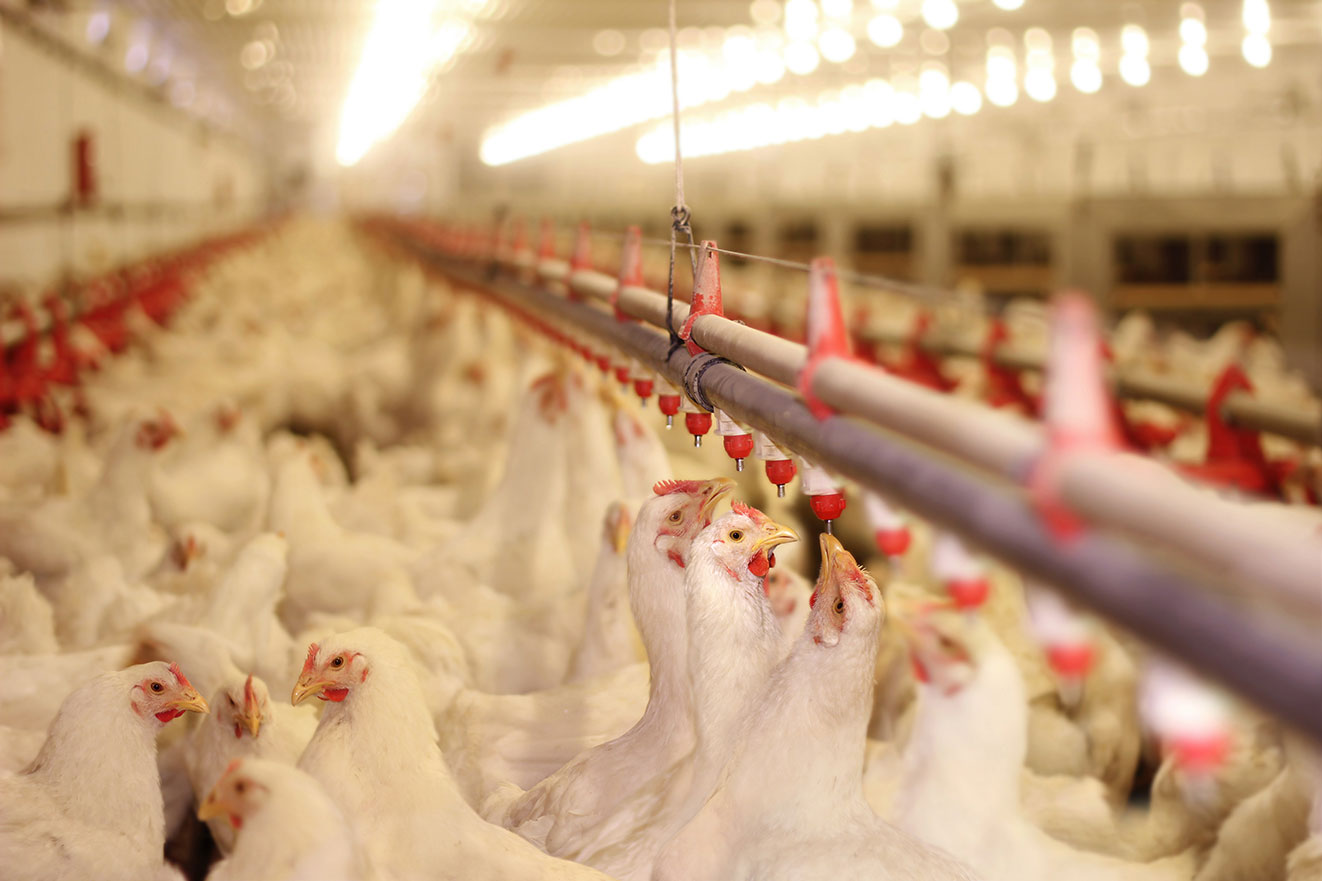 Heating equipment in chicken coops, a powerful tool for creating a comfortable environment for poultry and livestock farming